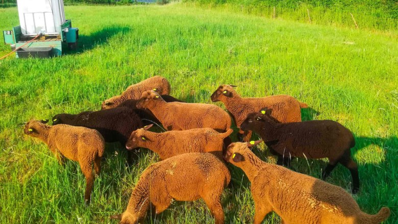 czipin Schafe, &copy; Familie Thomas und Claudia Czipin