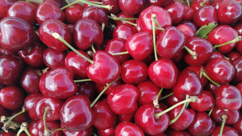 Cherry orchard Bruck/Leitha, &copy; Nicole Windholz