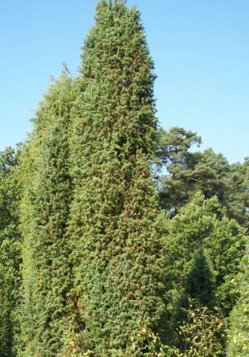 Borókabokor