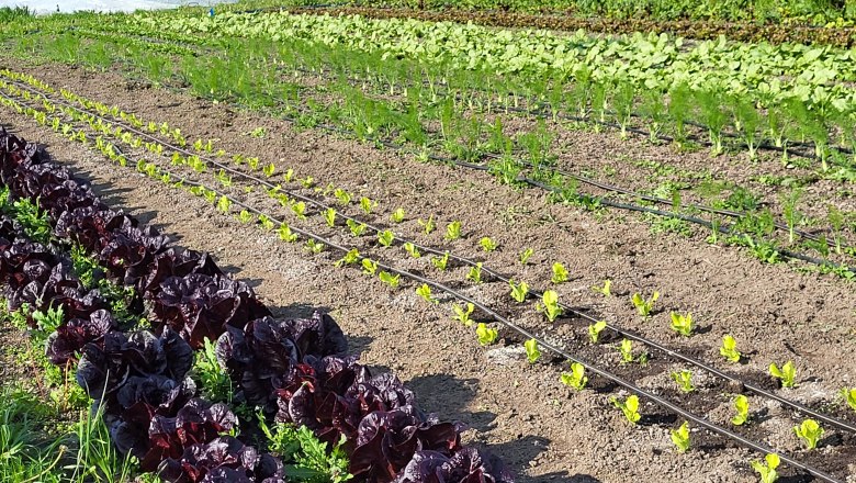 Grand Garden, &copy; Verena Schnatter