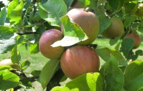 &Auml;pfel(c)WTG, &copy; Weinviertel Tourismus GmbH