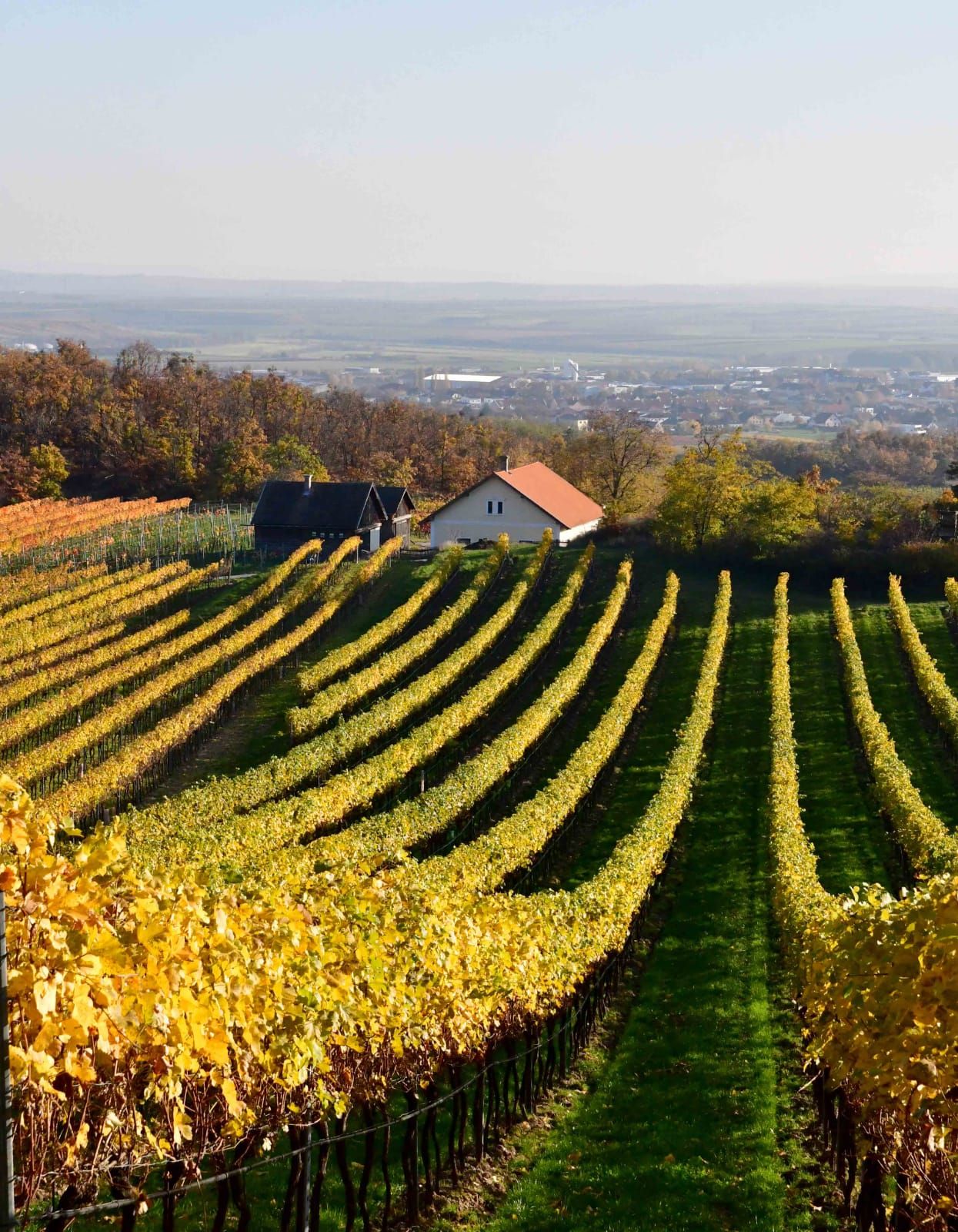 Szőlőültetvények sárga levelekkel és egy kis ház a háttérben.