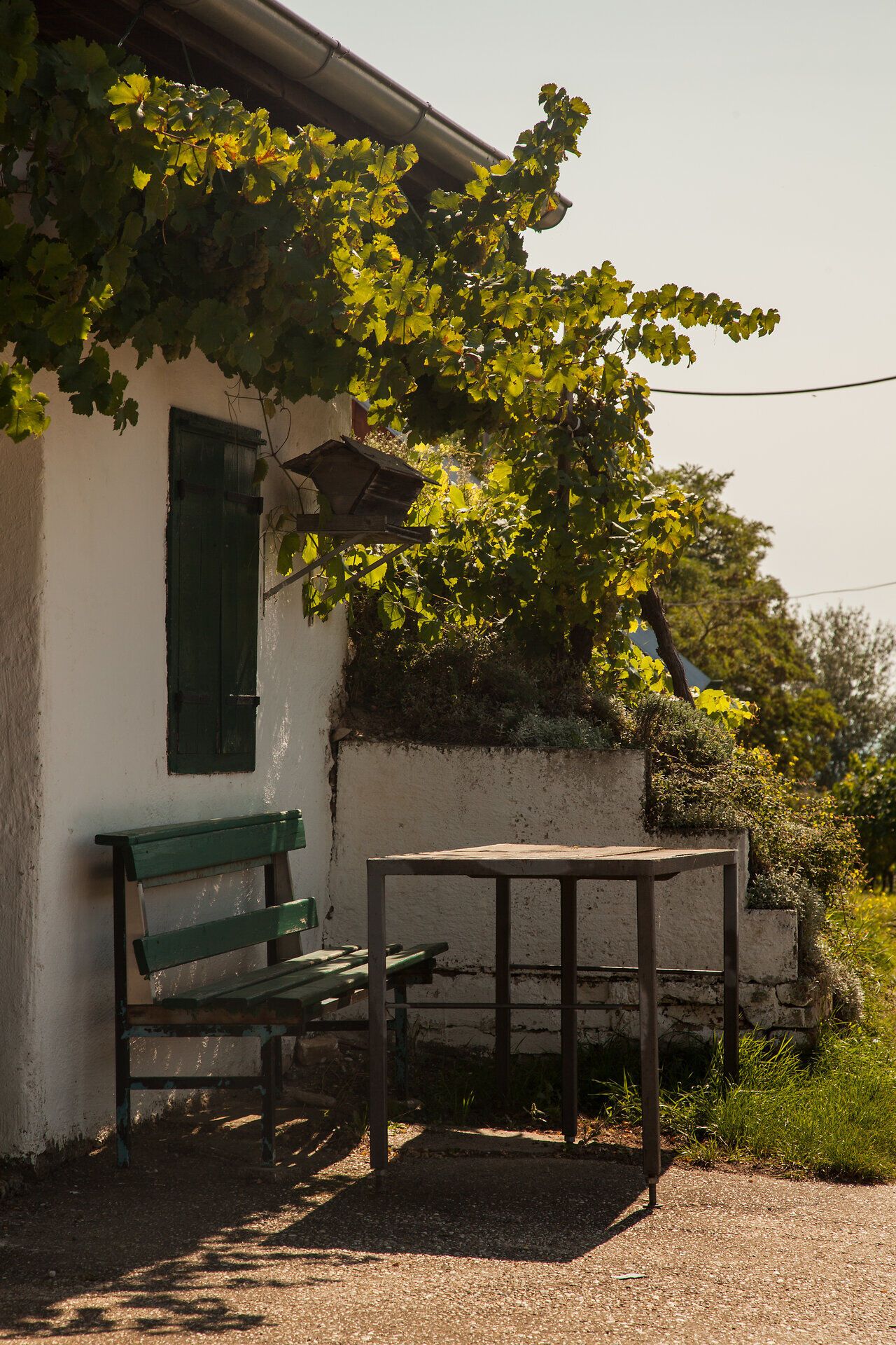 A szőlőtőkék árnyékában egy hívogató hely hívogat elidőzésre. A lágy szellő és a levelek lágy zizegése nyugodt légkört teremt, amely tökéletes a természetben való pihenéshez.