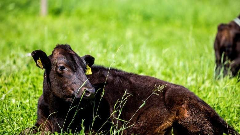Organic Wagyuhof Reingrub, &copy; Theo Kust