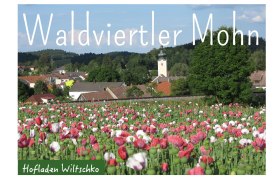 Poppy seed, &copy; Hofladen Wiltschko