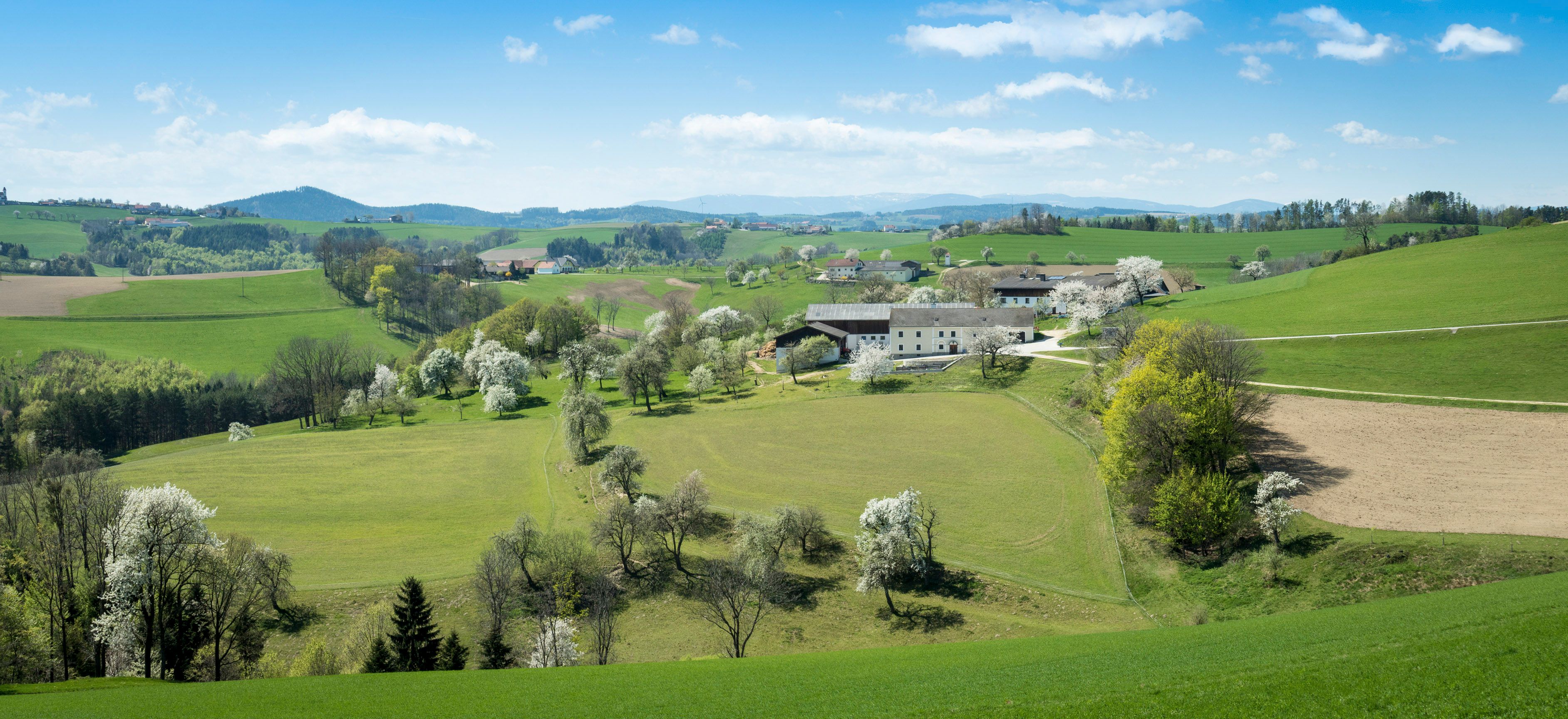 Panoráma egy vidéki, dombos tájról, zöld mezőkkel, virágzó fákkal és egy farmmal a háttérben.