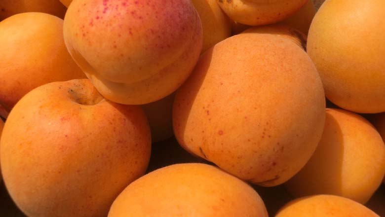 Apricots, &copy; Weinviertel Tourismus