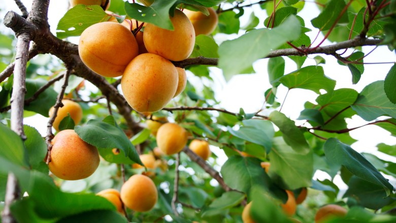 &Eacute;rett s&aacute;rgabarack a f&aacute;n, &copy; Steve Haider