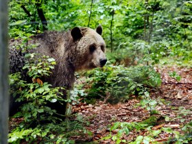 Familie, Ausflug, B&Auml;RENWALD Arbesbach, &copy; Waldviertel Tourismus, weinfranz