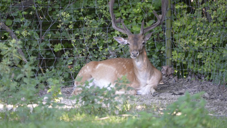 A szikaszarvas, © WTG/POV/Robert Herbst