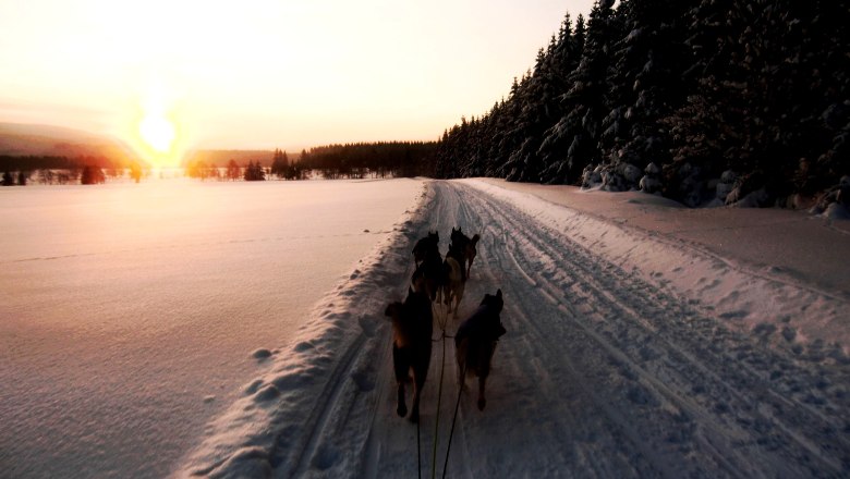 Husky ride at dawn, &copy; Huskyhof Waldviertel