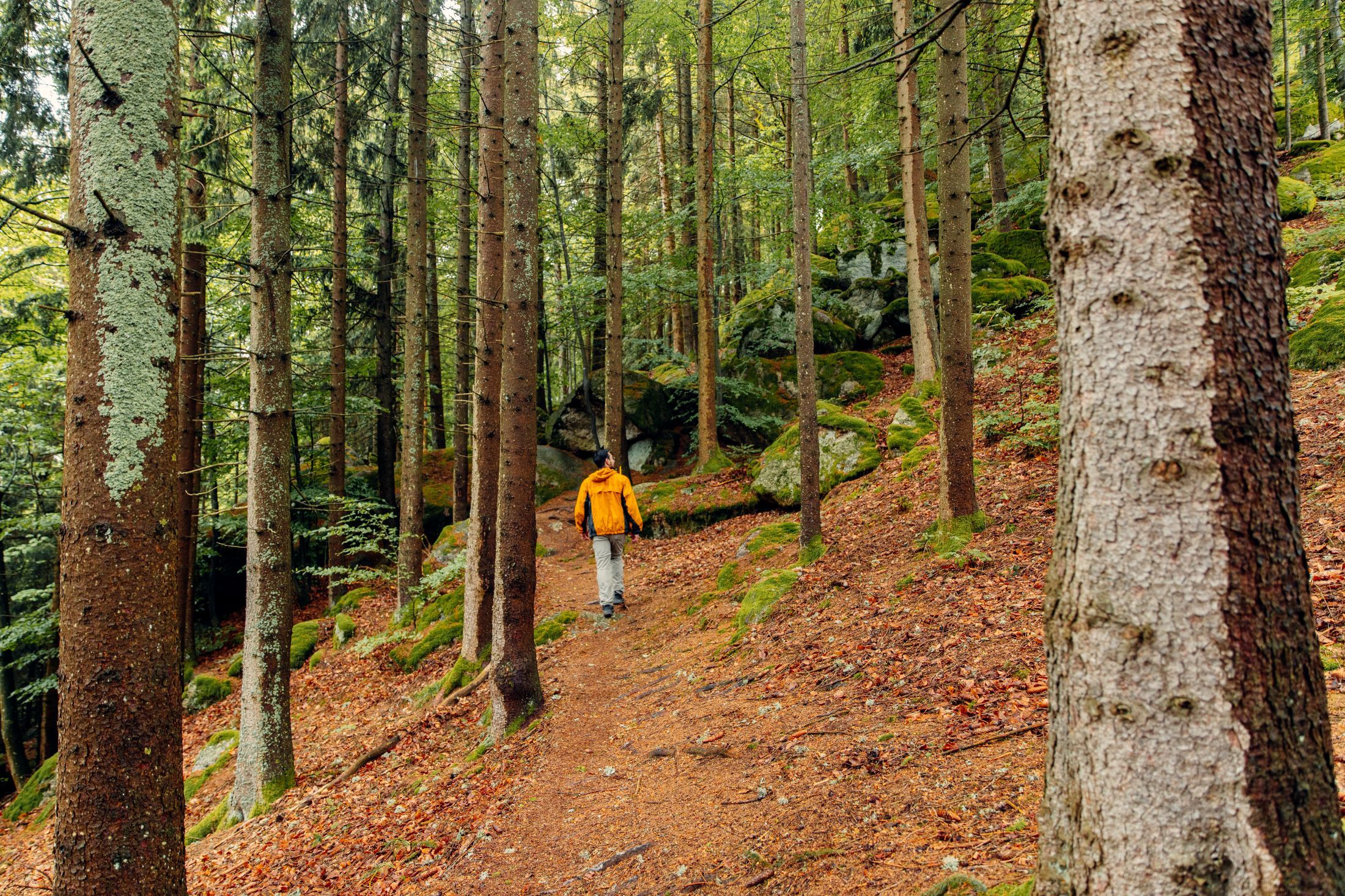 Sárga dzsekis ember sétál egy erdei ösvényen.