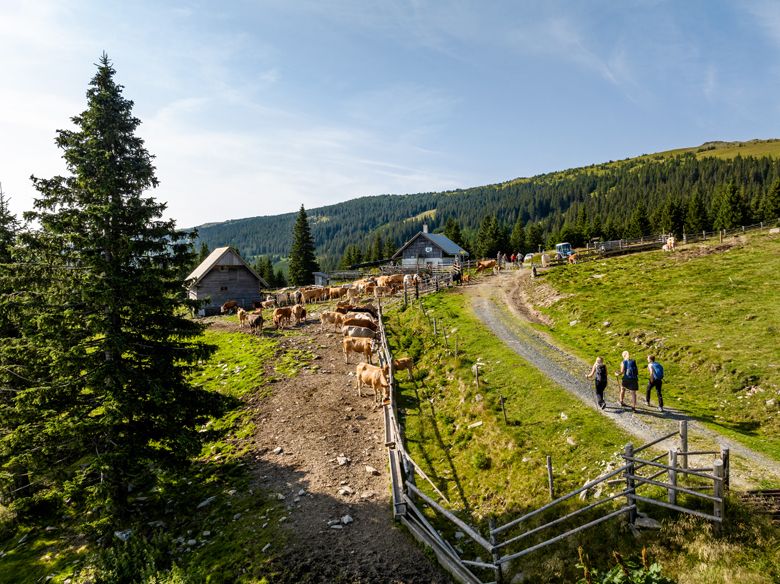 Hegyi táj tehenekkel, túrázókkal és Turistaházakkal a Marienseer Schwaig-hegyen.