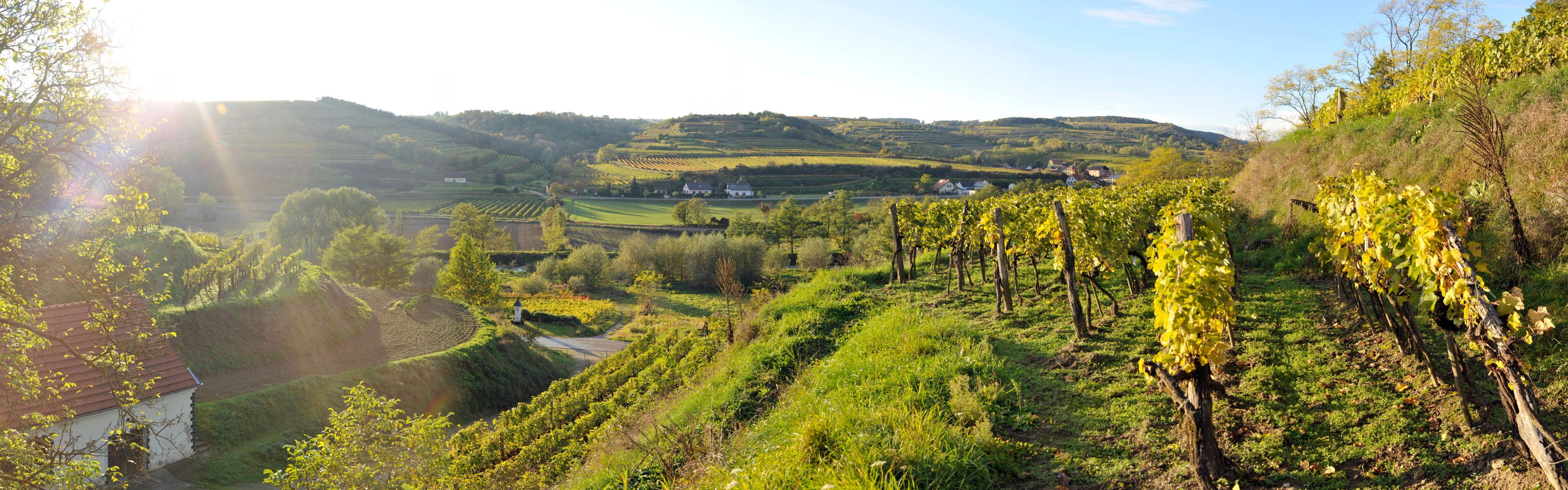 Schönberg am Kamp-i szőlőskertek naplementekor.