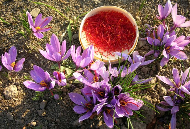 Saffron harvest, &copy; Bernhard Kaar