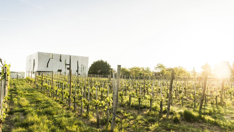 Tavaszi hangulat a szőlőskertben a LOISIUM Weinerlebniswelt boros élményvilágban, © Robert Herbst