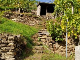 Durch die Weing&auml;rten am Spitzer Panoramaweg, &copy; Donau N&Ouml; Tourismus/HS