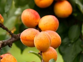 Um Willendorf liegen gro&szlig;e Marilleng&auml;rten, &copy; Lukas Traxler