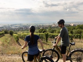 Radfahren, Weinviertel, Retzer Land, &copy; Weinviertel Tourismus/Markus Fr&uuml;hmann