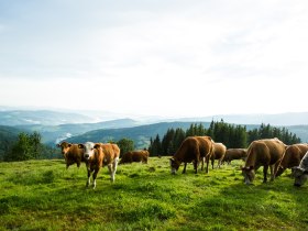 Kühe am Wechsel, © ©Wiener Alpen, Foto: Michael Reidinger