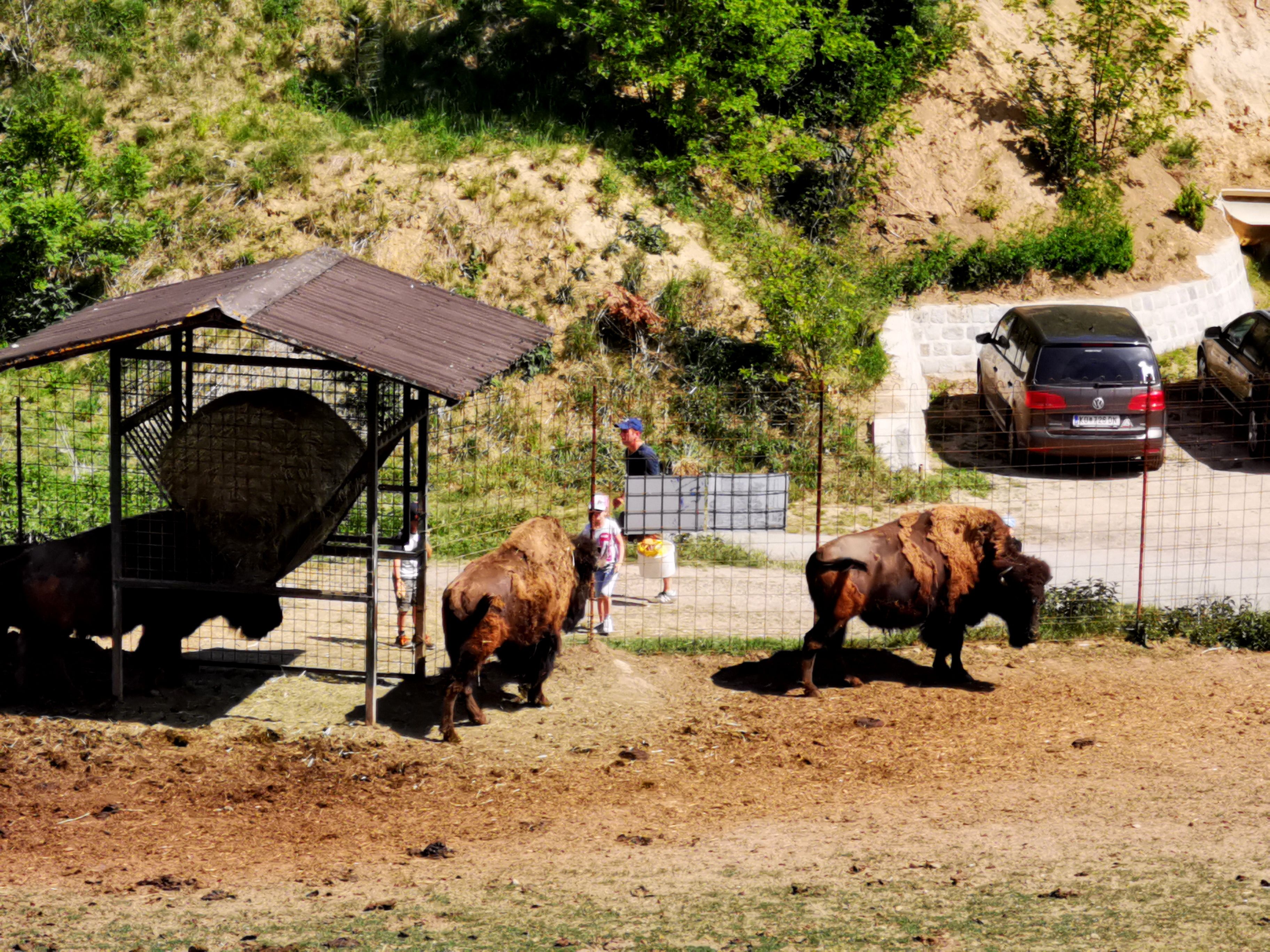 Bisonok egy ketrecben, a háttérben látogatók és autók.