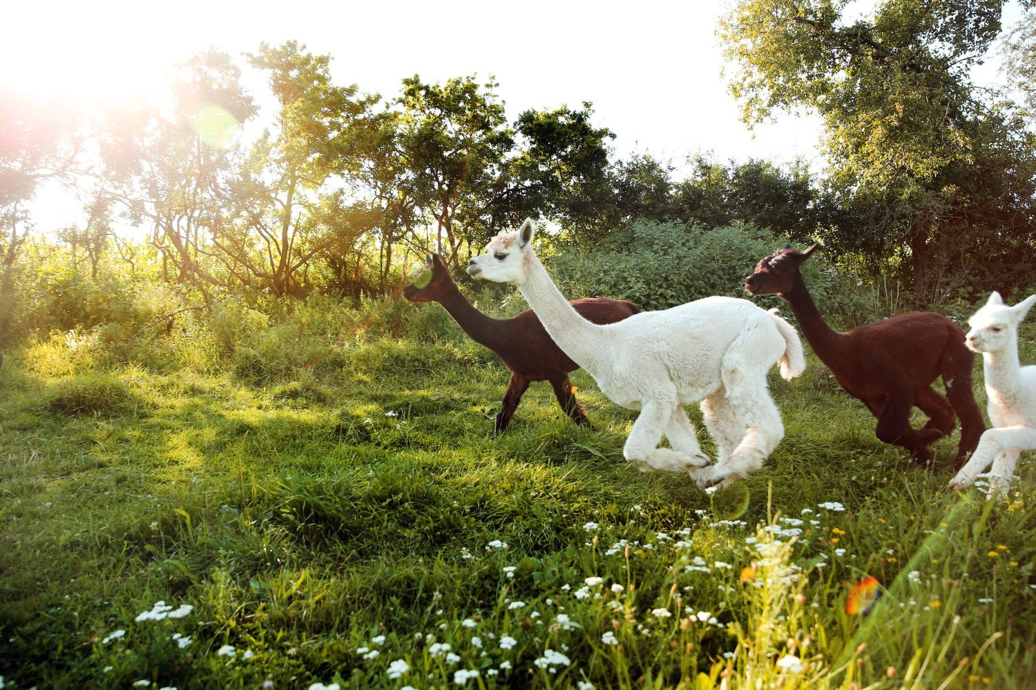 Alpacák