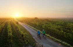 Sanfte Hügel und endlose Weinreben umgeben die Radfahrer, während die goldene Sonne am Horizont aufgeht. Die frische Morgenluft und das sanfte Rauschen der Blätter schaffen eine einladende Atmosphäre für einen unvergesslichen Tag im Mostviertel.