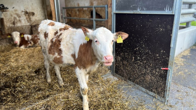 Calves in the barn, &copy; Familie Grasberger