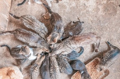 It's snack time, © Einkehrhof Poggau