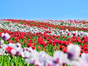 Mohnfeld, &copy; Waldviertel Tourismus, Robert Herbst