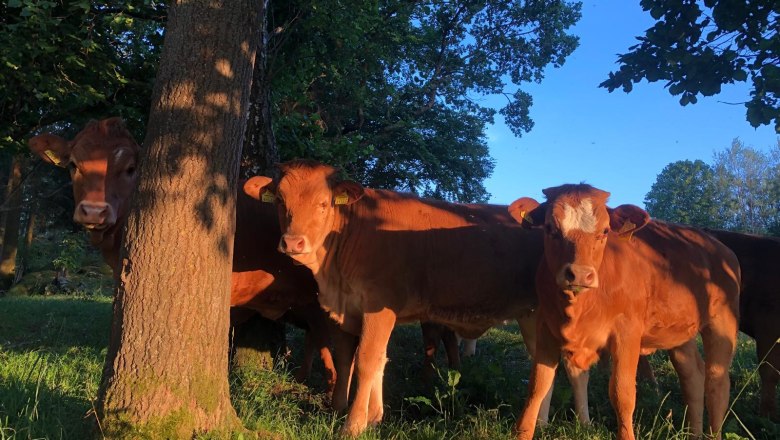 Szarvasmarha, &copy; WANDLHOF