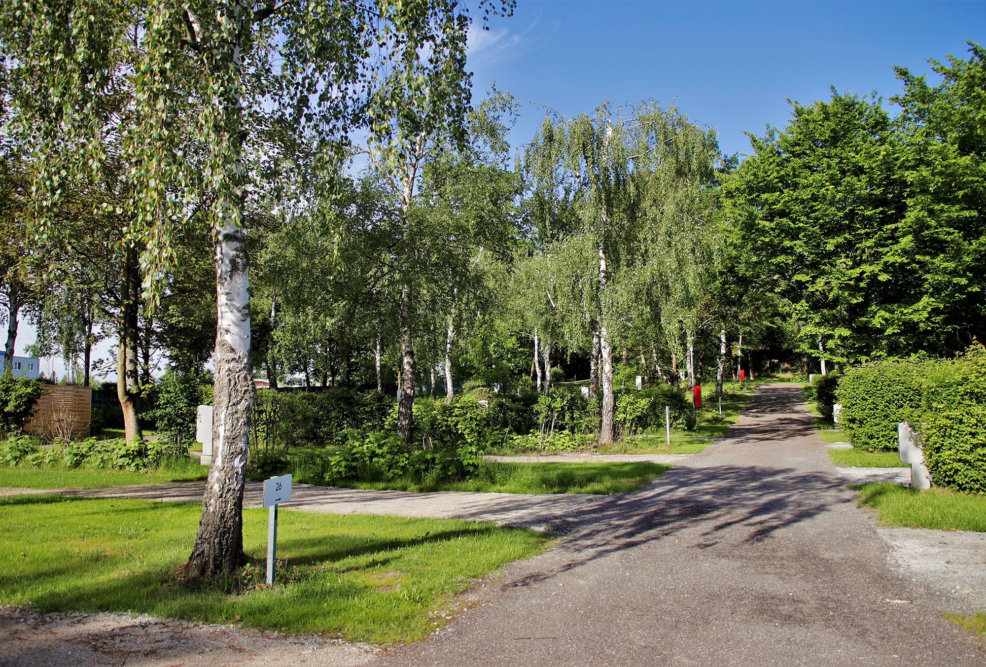Egy ösvény vezet egy zöld parkon keresztül, nyírfákkal és más fákkal, kék ég alatt.