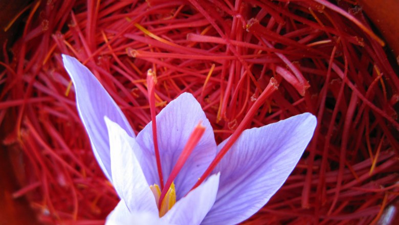 Saffron blossom, &copy; Wachauer Safran/Bernhard Kaar