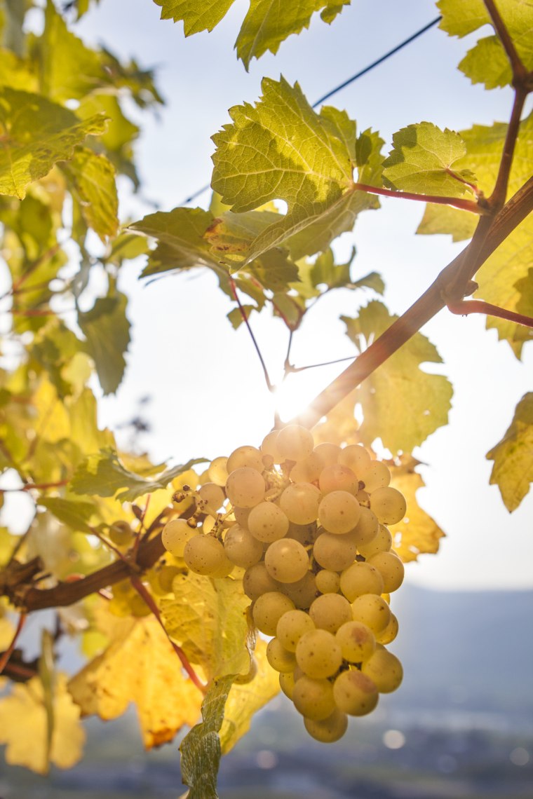 Lédús szőlő és élénk színű szőlőlevelek., © Niederösterreich Werbung/Raidth-Lager