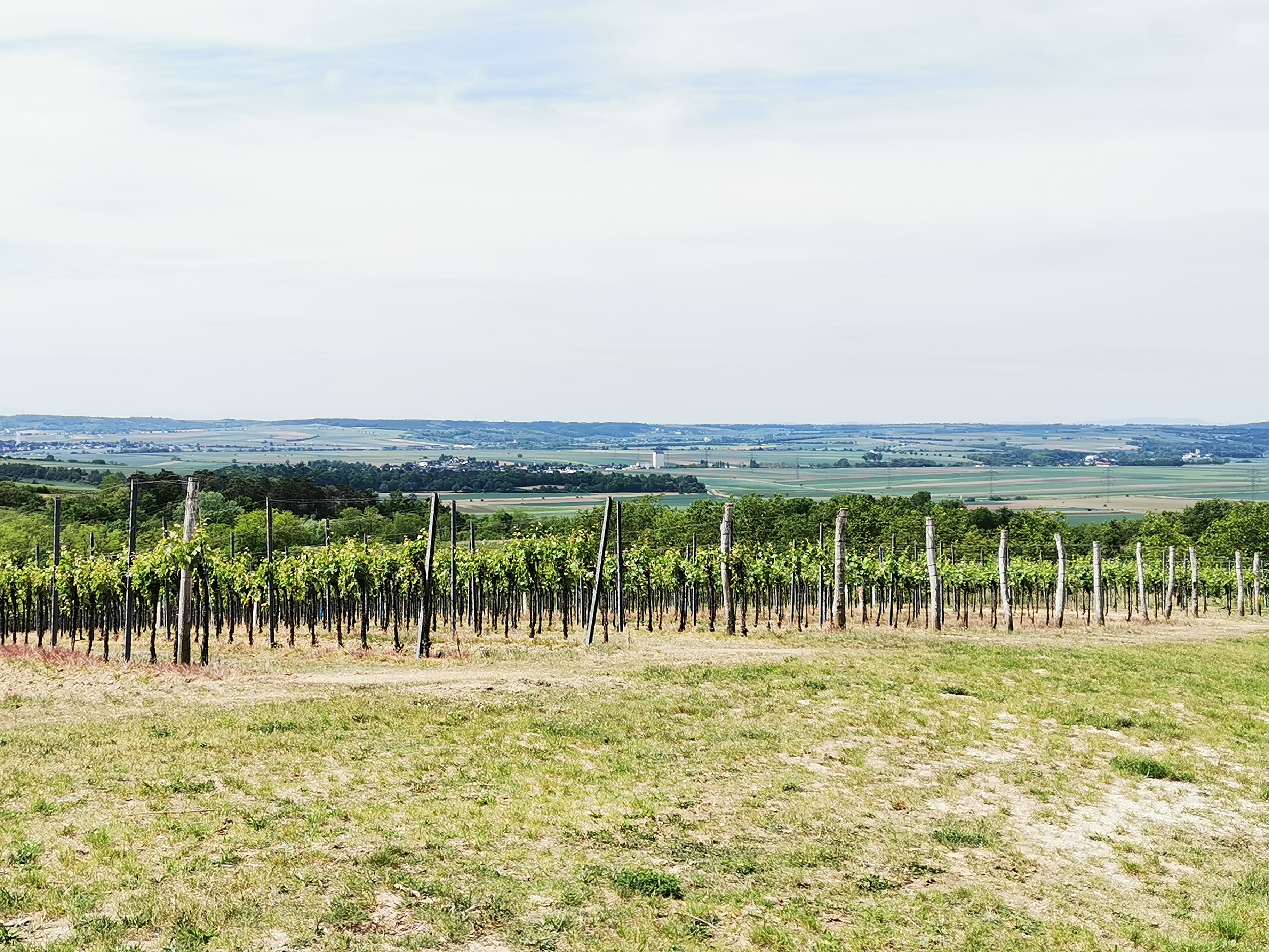 Szőlőültetvények a Weinviertelben, pazar kilátással a vidékre.