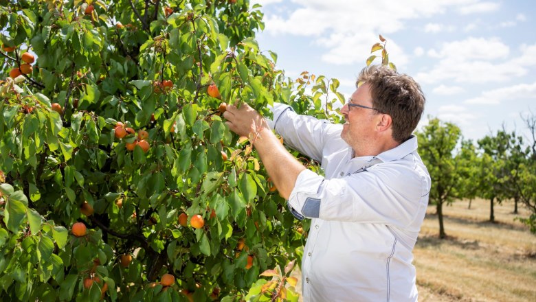Apricot farm Hackl, &copy; Netzwerk Kulinarik/pov.at