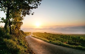 Herbstliche Weinlandschaft bei Nu&szlig;dorf ob der Traisen, &copy; schwarz-koenig.at