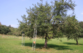 Farm sales Ertl family, &copy; Familie Ertl