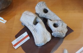 Tools made from antlers from the Kahlenberger in the Mödling Museum, © Jakob Mauerer