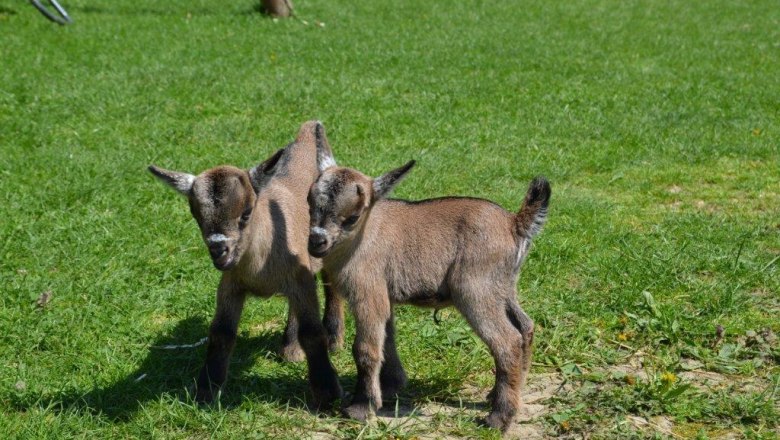 Ezek a fiatal kecskebébik!, © Kerndlerhof