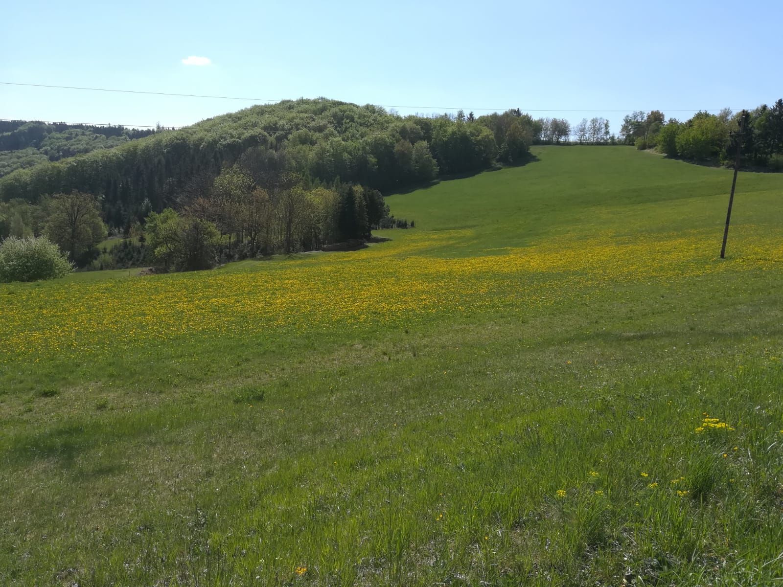 Zöld rét sárga virágokkal egy erdős domb előtt, kék ég alatt.