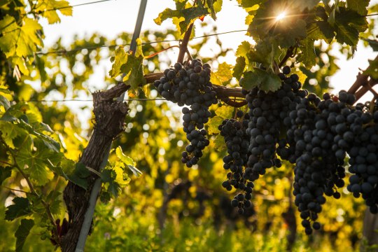Amikor mozgás jön a szőlőbe, eljött a szüret ideje! , © Discover Austria