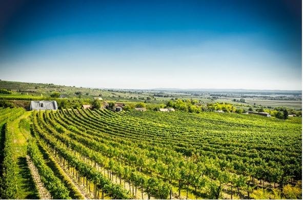 Bor&aacute;szat Franz Anton Mayer GmbH, &copy; Weingut Franz Anton Mayer GmbH