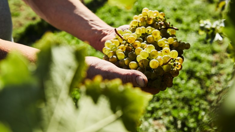 Grapes, &copy; Weinviertel Tourismus / Michael Liebert