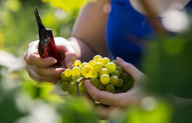 Winemaker at work, &copy; Lachlan Blair