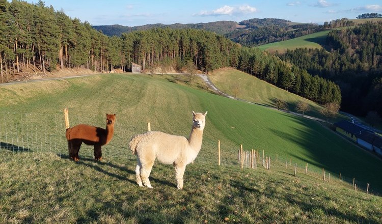 Bob, Dave & Zeus at the Leitenviertler Alpakahof, &copy; Tanja Piribauer, Leitenviertler Alpakahof