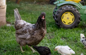 At the Arkadenhof, chickens, &copy; Martina Siebenhandl