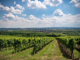RCM, G&ouml;ttlesbrunn, Blick auf G&ouml;ttlesbrunn, Sommer, Robert Herbst, &copy; Robert Herbst