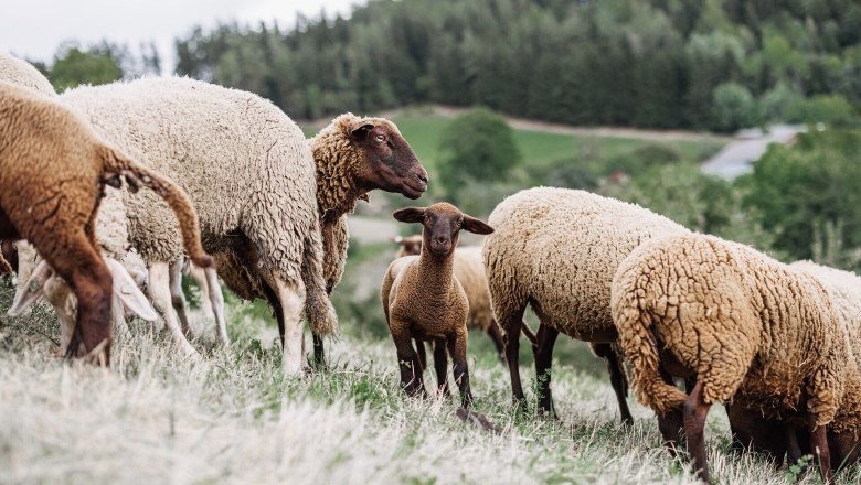 Culinary journey, sheep, Althammerhof, Semmering, Vienna Alps, © Niederösterreich Werbung/Mara Hohla Herunterladen