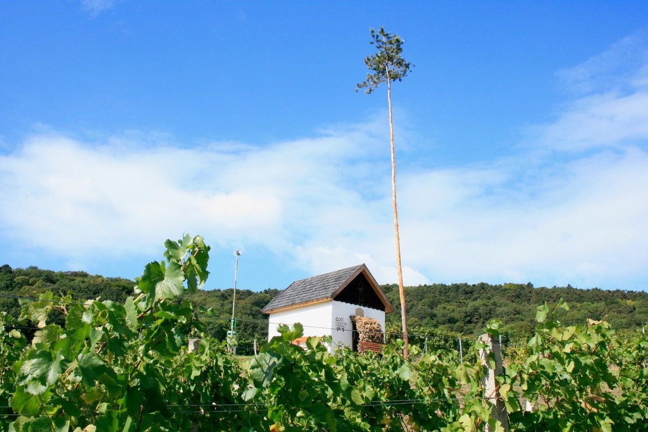 Hagyományos borozó & Viticulture Zechmeister